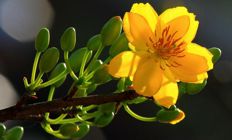 Mai